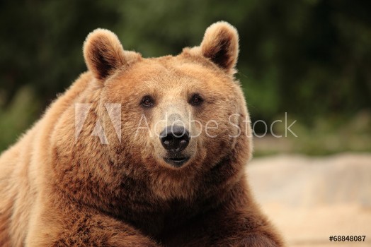 Picture of Wild brown bear